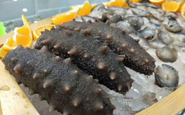 長(zhǎng)島野生老頭參5年以上