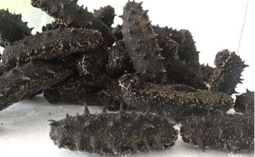 養(yǎng)殖長(zhǎng)島刺參注意事項(xiàng)