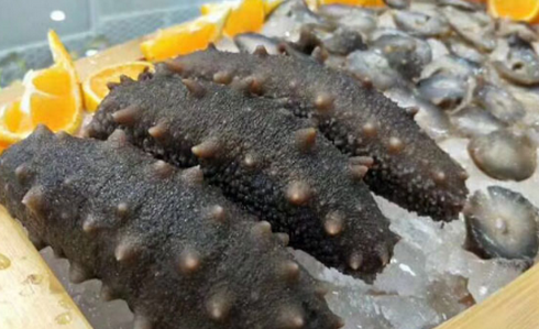 如何對進(jìn)行海參室內(nèi)控溫養(yǎng)殖