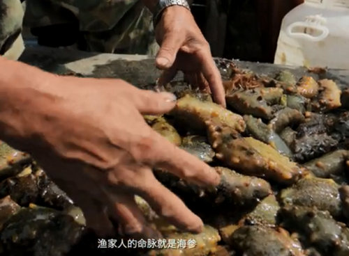 秋冬季，砣磯島海參捕撈好時機